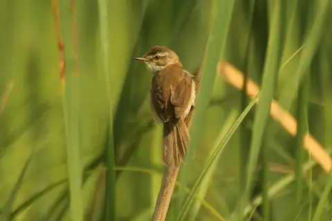 Paddyfield Warbler