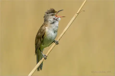 Great Reed Warbler