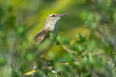 Tuamotu Reed Warbler