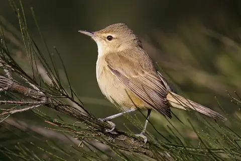 Australian Reed Warbler