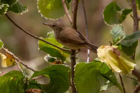 Cape Verde Warbler