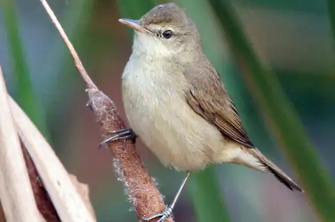 Blunt-winged Warbler