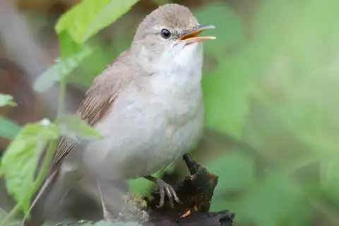 Blyth's Reed Warbler