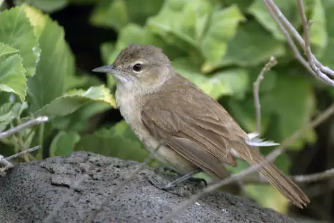 Millerbird