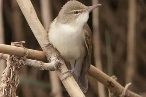 Basra Reed Warbler