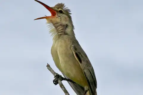 Saipan Reed Warbler