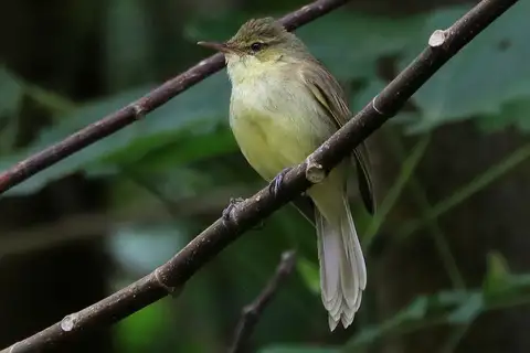 Cook Reed Warbler