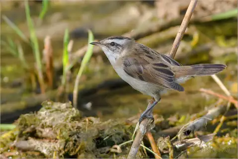 Moustached Warbler
