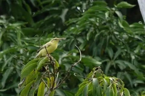 Southern Marquesan Reed Warbler