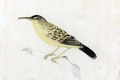 Garrett's Reed Warbler