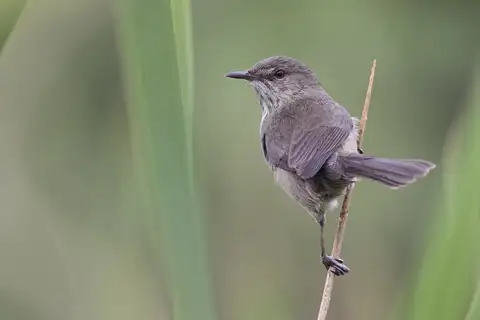 Madagascar Swamp Warbler