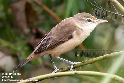 Oriental Reed Warbler