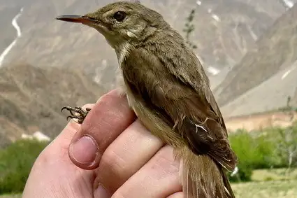 Large-billed Reed Warbler