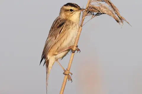 Aquatic Warbler