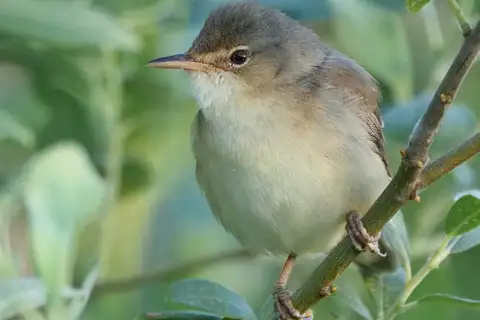 Marsh Warbler