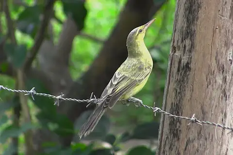 Northern Marquesan Reed Warbler