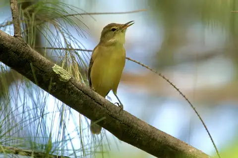 Nauru Reed Warbler