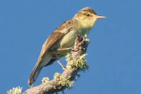 Rimatara Reed Warbler