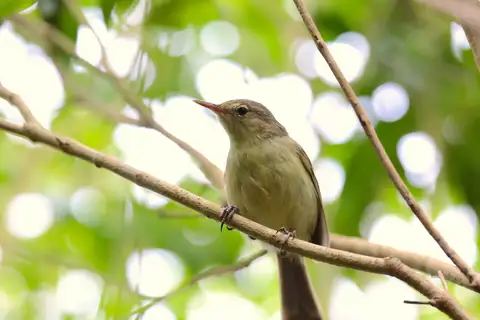 Rodrigues Warbler