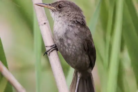 Greater Swamp Warbler
