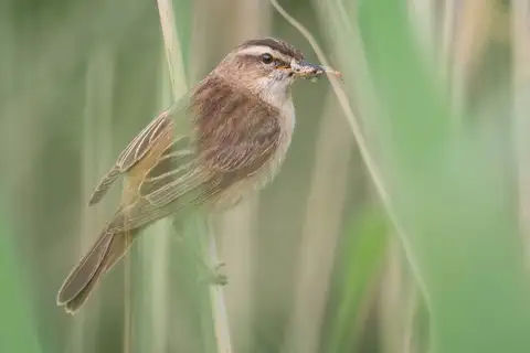 Sedge Warbler