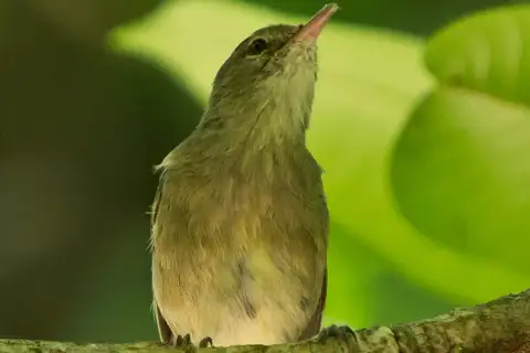 Seychelles Warbler