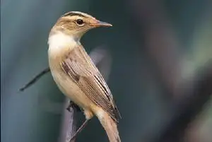 Speckled Reed Warbler