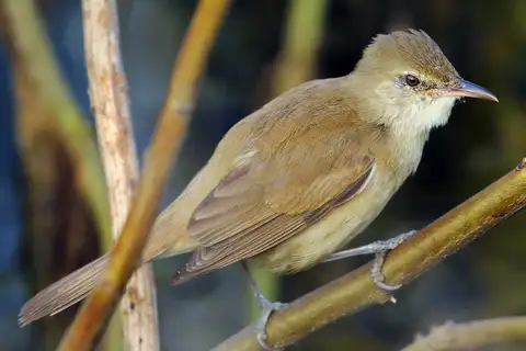Clamorous Reed Warbler
