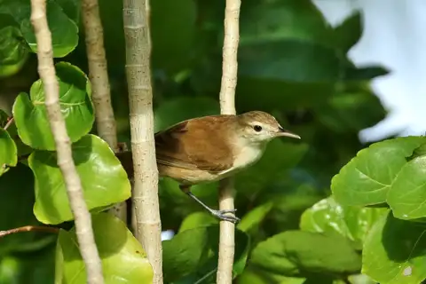 Caroline Reed Warbler