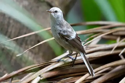 Henderson Reed Warbler