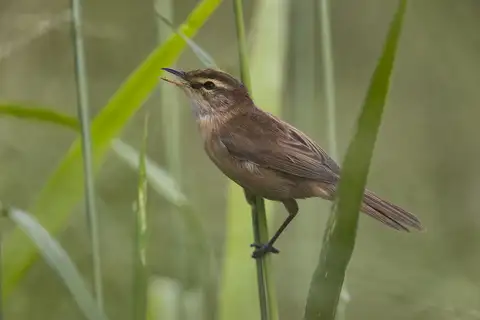 Manchurian Reed Warbler