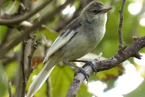 Pitcairn Reed Warbler