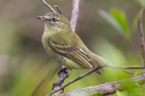 Rough-legged Tyrannulet