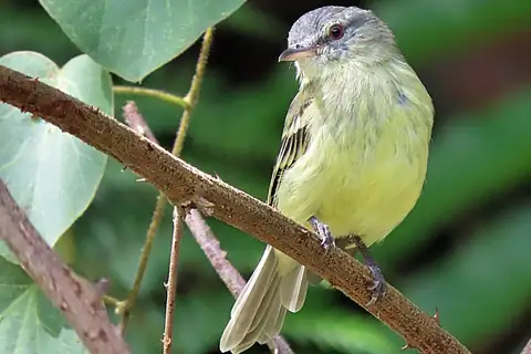White-fronted Tyrannulet
