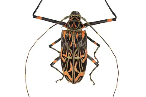 Harlequin Beetle