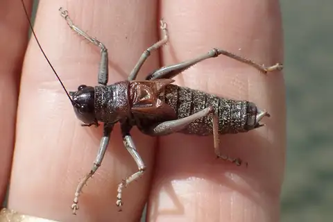 Alpine Shieldback
