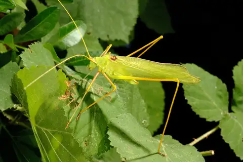 Common Long-legged Bush-cricket