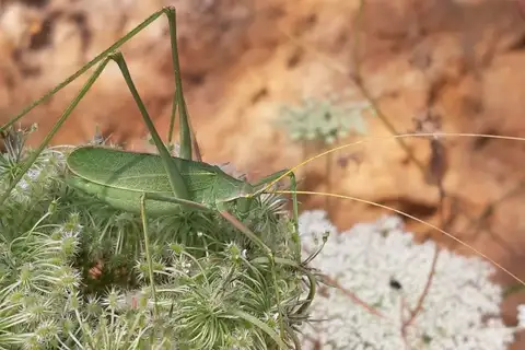 Serville's Long-legged Bush-cricket