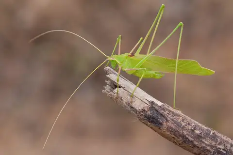 Syrian Long-legged Bush-Cricket