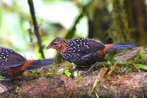 Ocellated Tapaculo