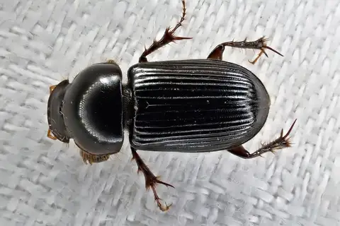 Tasmanian Grass Grub