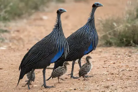 Vulturine Guineafowl