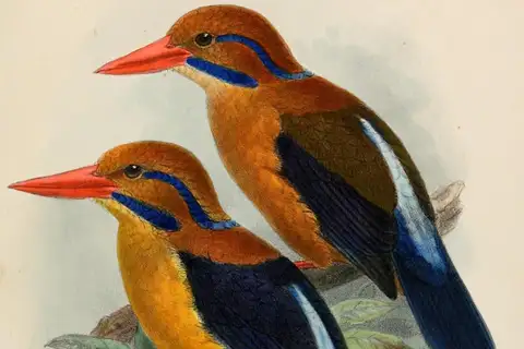 Moustached Kingfisher