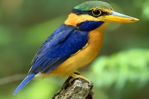 Rufous-collared Kingfisher