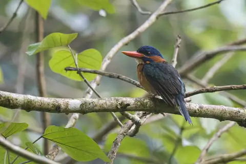 Blue-capped Kingfisher
