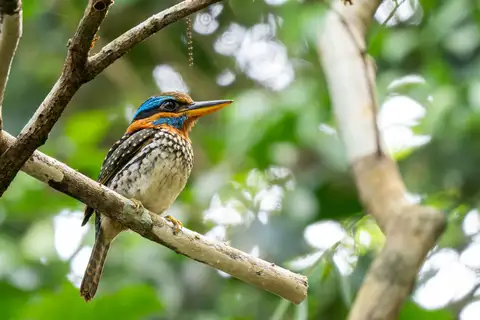 Spotted Wood Kingfisher