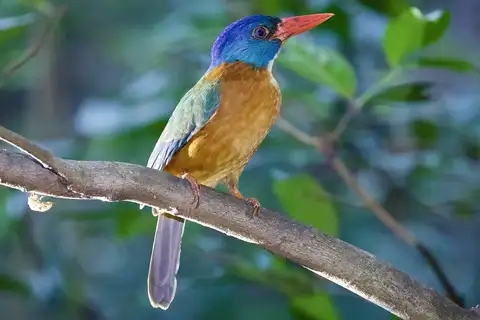 Green-backed Kingfisher