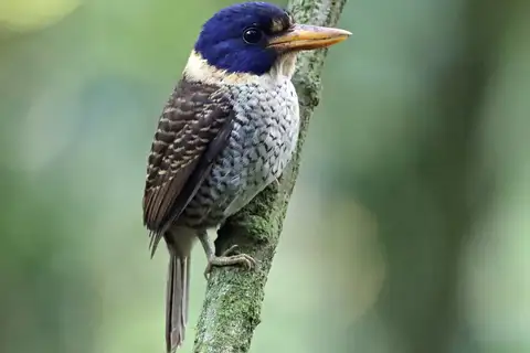 Scaly-breasted Kingfisher
