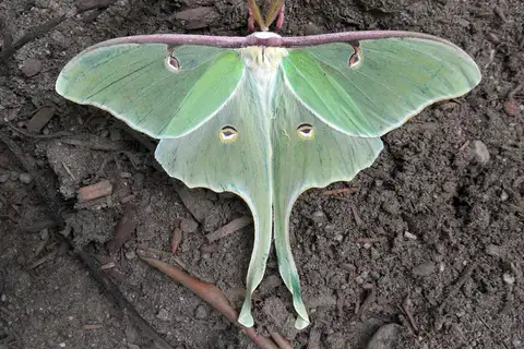 North American Luna Moth