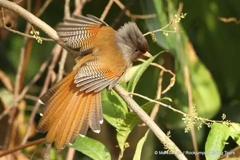 Rusty-fronted Barwing